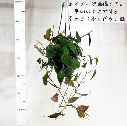 フィロデンドロン ミカンス 5号吊りスリット緑鉢｜芳樹園オンライン