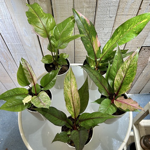 アンスリウム sp. ハイブリッド(斑入り) 4号 タイプA｜芳樹園