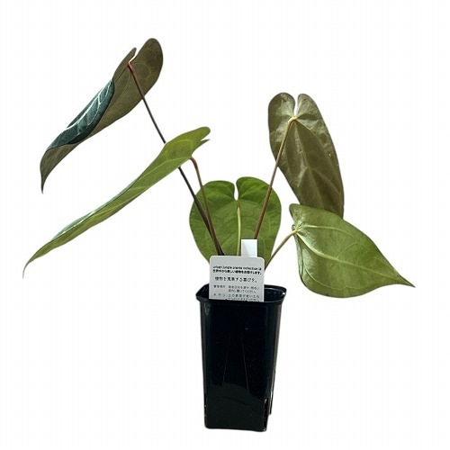 アンスリウム AOS×マグニフィカム 3.5号ロング 個体A(現品