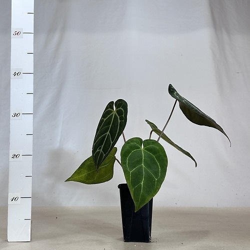 アンスリウム AOS×マグニフィカム 3.5号ロング 個体A(現品)｜芳樹園