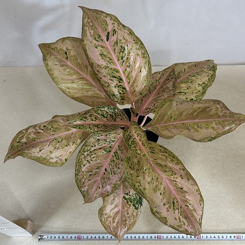 その他観葉植物 Aglaonema Orange Gold Star Aglaonema Orange Gold Star - Bkinterplants Garden