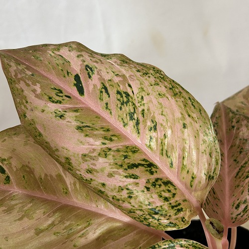 その他観葉植物 Aglaonema Orange Gold Star aglaonema-orange-star-