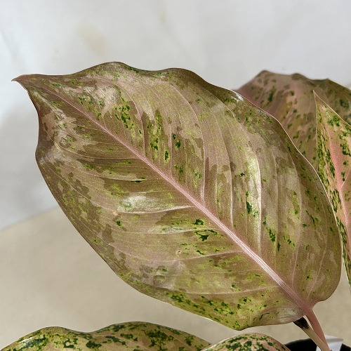 超希少❗️アグラオネマゴールデンドラゴン新葉展開中✨️ 超希少❗️アグラオネマゴールデンドラゴン新葉展開中