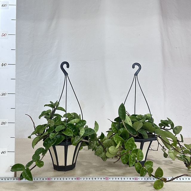 ホヤ カルノーサ(緑葉) 5号吊り鉢(個体おまかせ1鉢)｜芳樹園オンライン