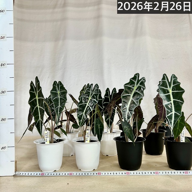 【専用】アロカシア4種セット アロカシア アマゾニカ 4号丸鉢(個体おまかせ1鉢)｜芳樹園オンライン