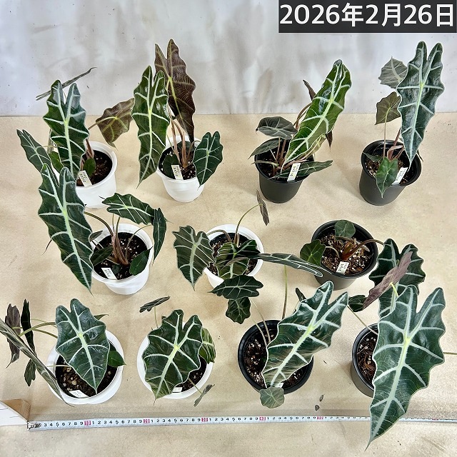 アロカシア アマゾニカ 4号丸鉢(個体おまかせ1鉢)｜芳樹園オンライン