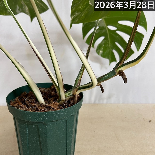 モンステラ ホワイトタイガー(白斑入り) 5号個体B｜芳樹園オンライン