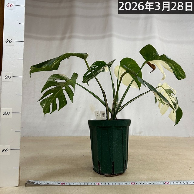 モンステラ ホワイトタイガー(白斑入り) 5号個体B｜芳樹園オンライン