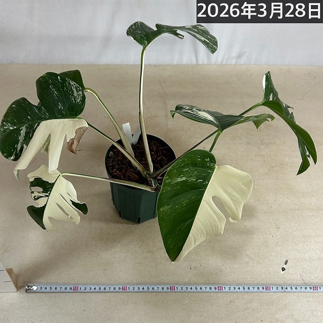 モンステラ ホワイトタイガー(白斑入り) 5号個体B｜芳樹園オンライン