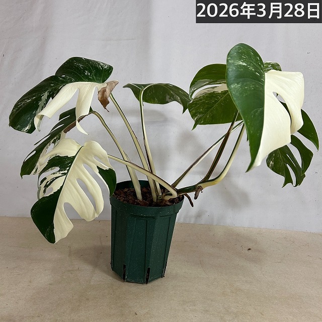 モンステラ ホワイトタイガー(白斑入り) 5号個体B｜芳樹園オンライン