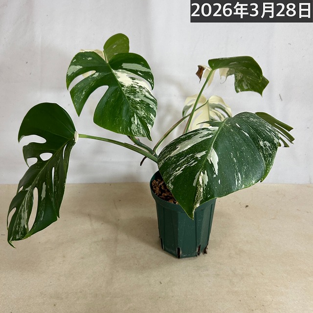 モンステラ ホワイトタイガー(白斑入り) 5号個体B｜芳樹園オンライン