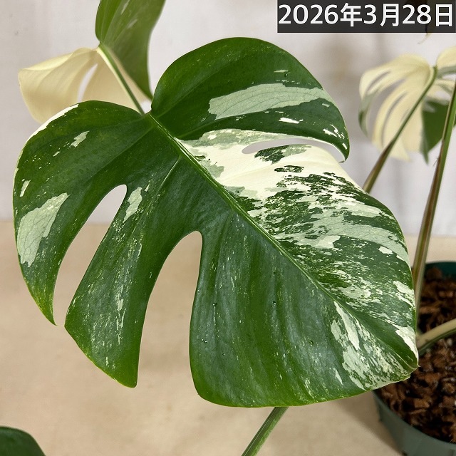 モンステラ ホワイトタイガー(白斑入り) 5号個体B｜芳樹園オンライン