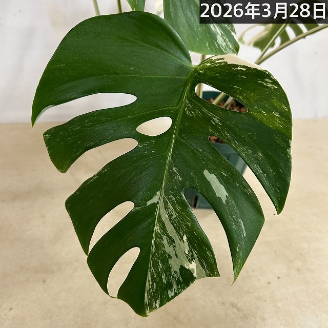 モンステラ ホワイトタイガー(白斑入り) 5号個体B｜芳樹園オンライン