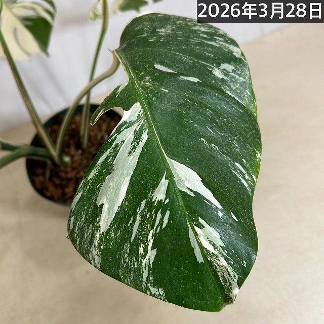 モンステラ ホワイトタイガー(白斑入り) 5号個体B｜芳樹園オンライン