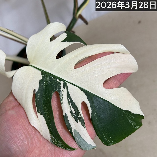 モンステラ ホワイトタイガー(白斑入り) 5号個体B｜芳樹園オンライン