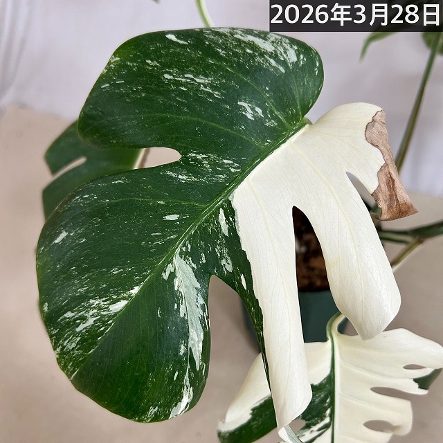 モンステラ ホワイトタイガー(白斑入り) 5号個体B｜芳樹園オンライン