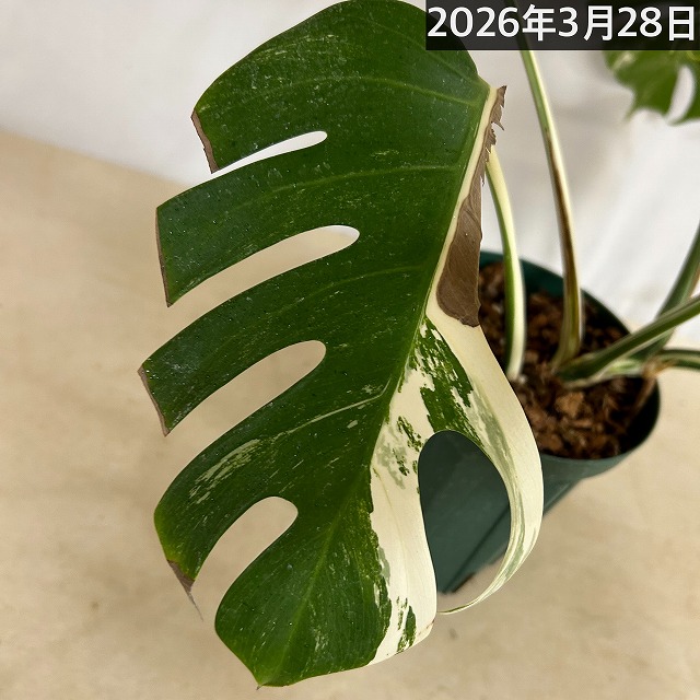 モンステラ ホワイトタイガー(白斑入り) 5号個体B｜芳樹園オンライン