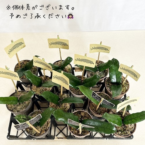 ホヤ グロブローサ(グロボーサ) 3.5号｜芳樹園オンラインショップ