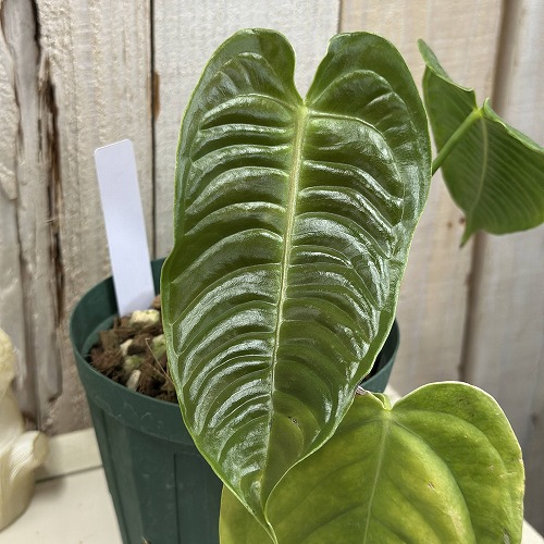 人気絶頂 アンスリウム ベイチー 4号硬質(緑鉢) ※多少の葉傷みあり その他観葉植物