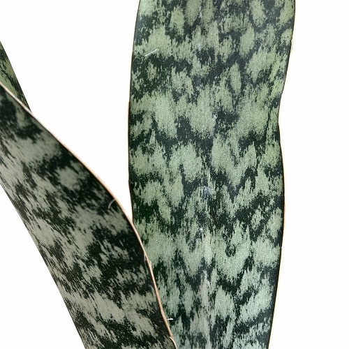 1_000000001971.jpg?1742560681