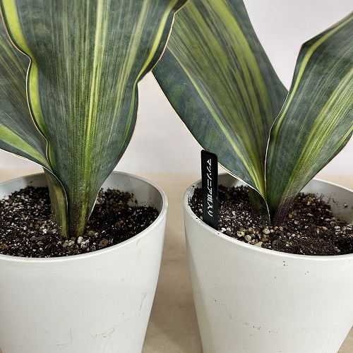 サンスベリア(サンセベリア) マッソニア バリエガータ 5号(個体