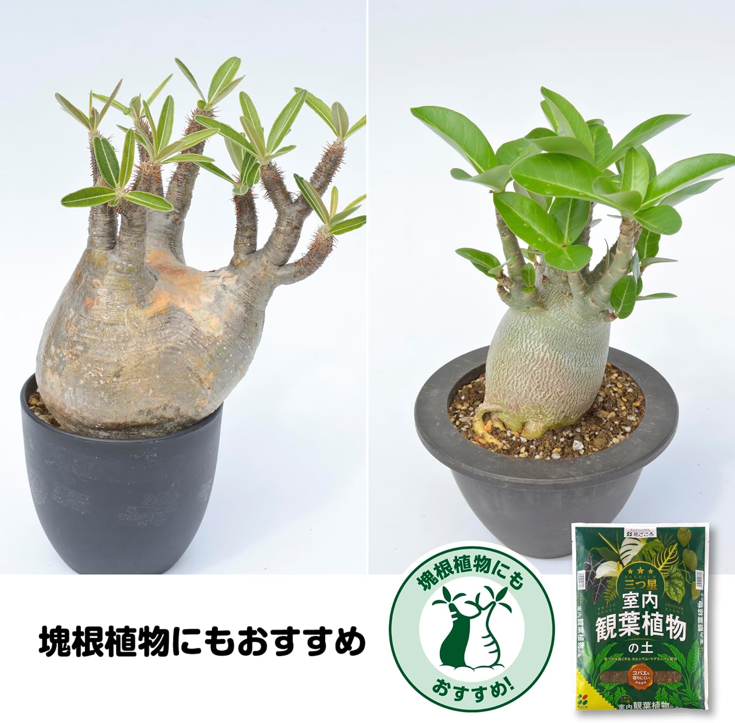 三つ星 室内観葉植物の土 5L 花ごころ｜芳樹園オンラインショップ