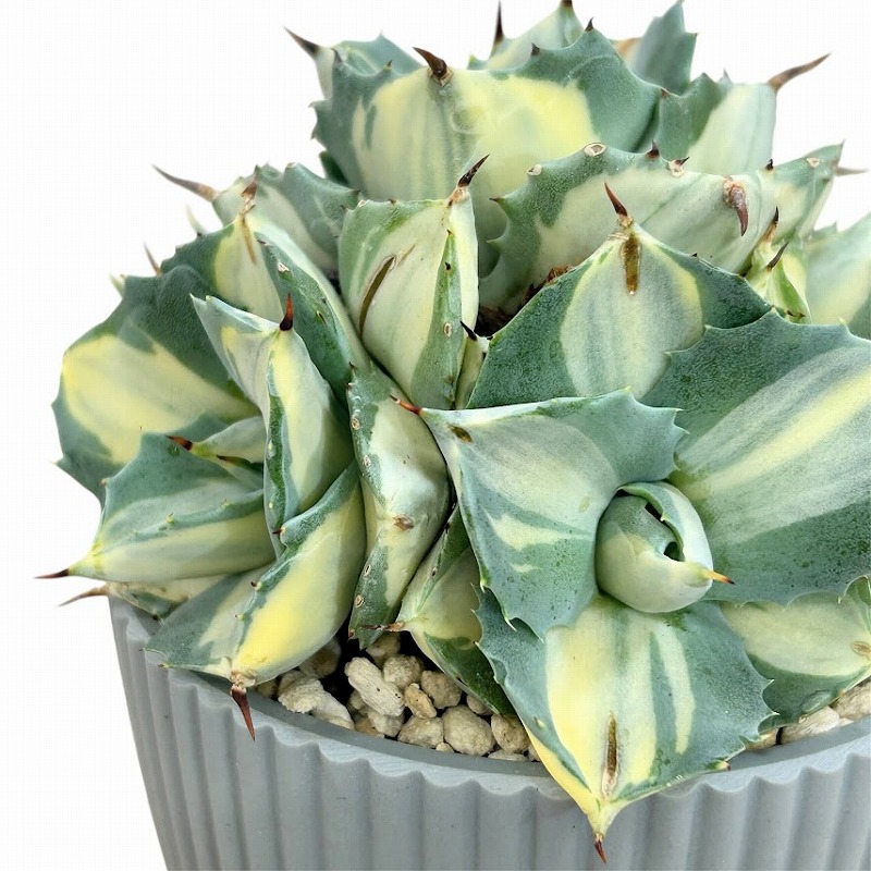 アガベ ポタトラム 王妃雷神 中斑子吹きタイプ 3.5号鉢(個体おまかせ1