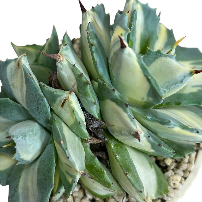 アガベ ポタトラム 王妃雷神 中斑子吹きタイプ 3.5号鉢(個体おまかせ1