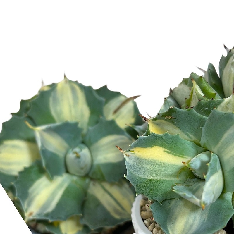 アガベ ポタトラム 王妃雷神 中斑子吹きタイプ 3.5号鉢(個体おまかせ1