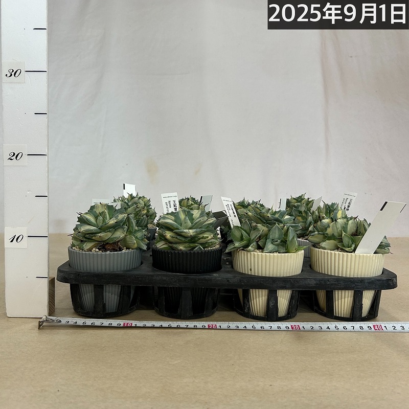 アガベ ポタトラム 王妃雷神 中斑子吹きタイプ 3.5号鉢(個体おまかせ1