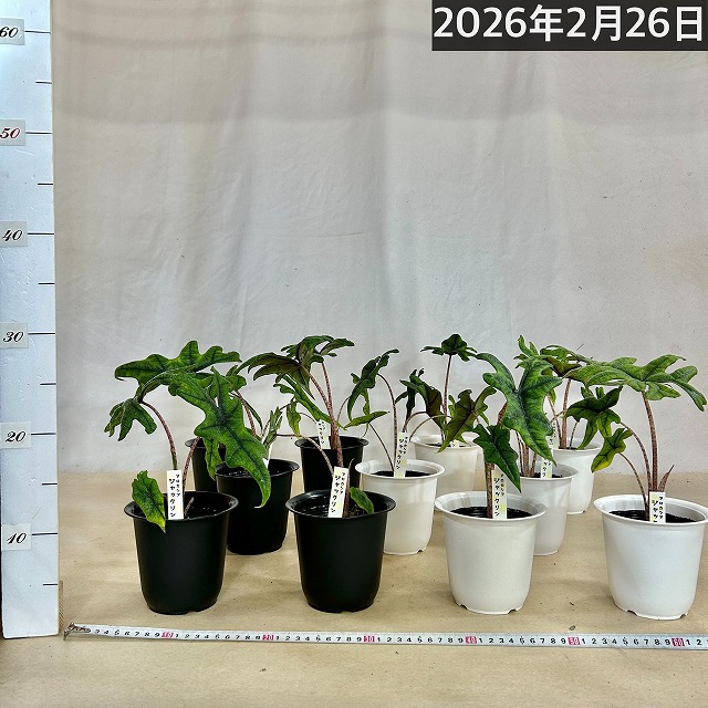 アロカシア ジャクリン(ジャックリン) 4号丸鉢(個体おまかせ1鉢