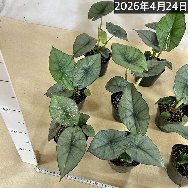 アロカシア レギネ 4号ポット(個体おまかせ1鉢)｜芳樹園オンラインショップ