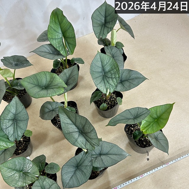 アロカシア レギネ 4号ポット(個体おまかせ1鉢)｜芳樹園オンラインショップ