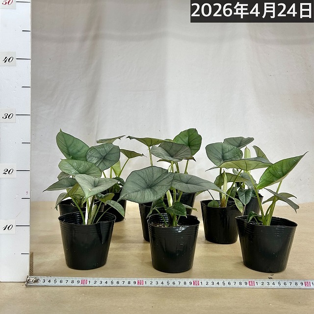 アロカシア レギネ 4号ポット(個体おまかせ1鉢)｜芳樹園オンラインショップ