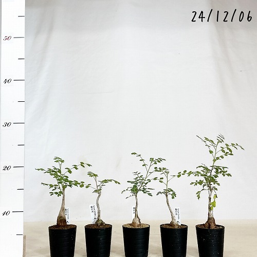 象の木(パキコルミス ディスカラー) 2.5号｜芳樹園オンライン