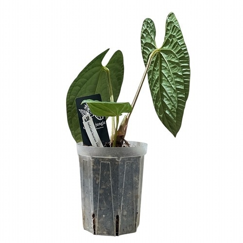 アンスリウム ルクスリアンス ブラック 4号透明ロングスリット鉢(現品