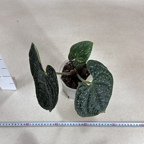 アンスリウム ルクスリアンス ブラック 4号透明ロングスリット鉢(現品