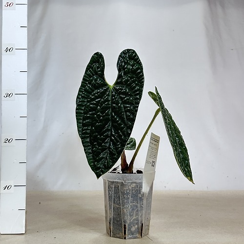 アンスリウム ルクスリアンス ブラック 4号透明ロングスリット鉢(現品