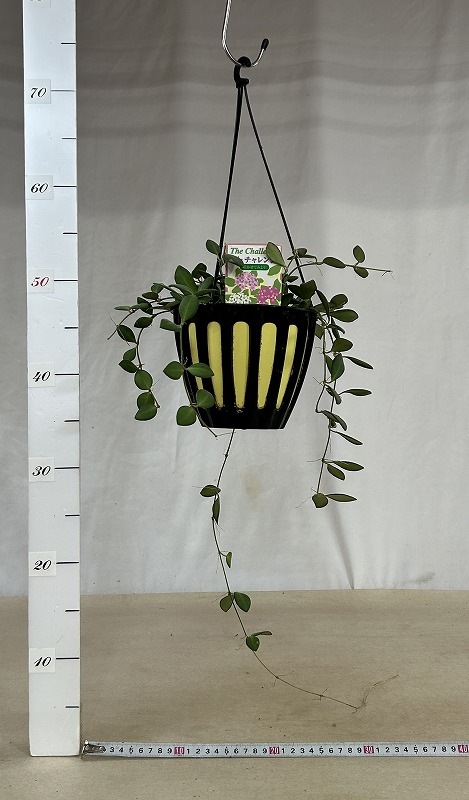 葉傷みあり ホヤ ザンバレス 5号吊り黄鉢(現品)｜芳樹園オンラインショップ