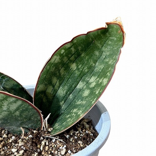 サンセベリア ドラゴンウイング　子株付き サンセベリア ドラゴンウイング 子株付き