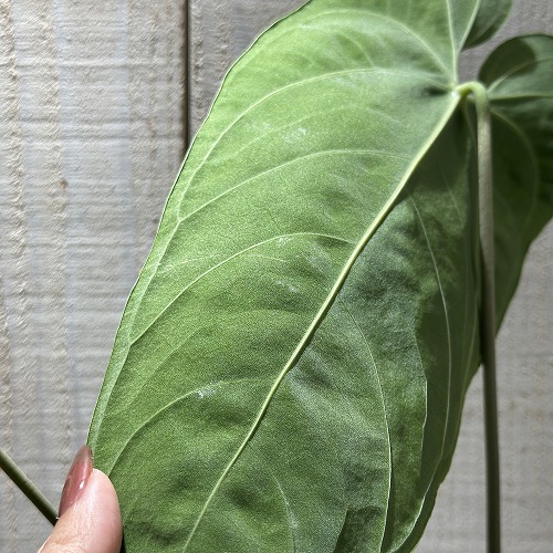 アンスリウム Anthurium sp. choco IA 3.5号硬質ポット(現品)｜芳樹園