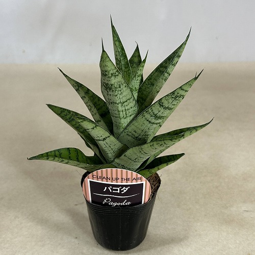 EMP サンセベリア パゴダ 仏塔 斑入り / SA358 サンスベリア パゴダ 斑入り 希少 Sansevieria Pagoda - メルカリ