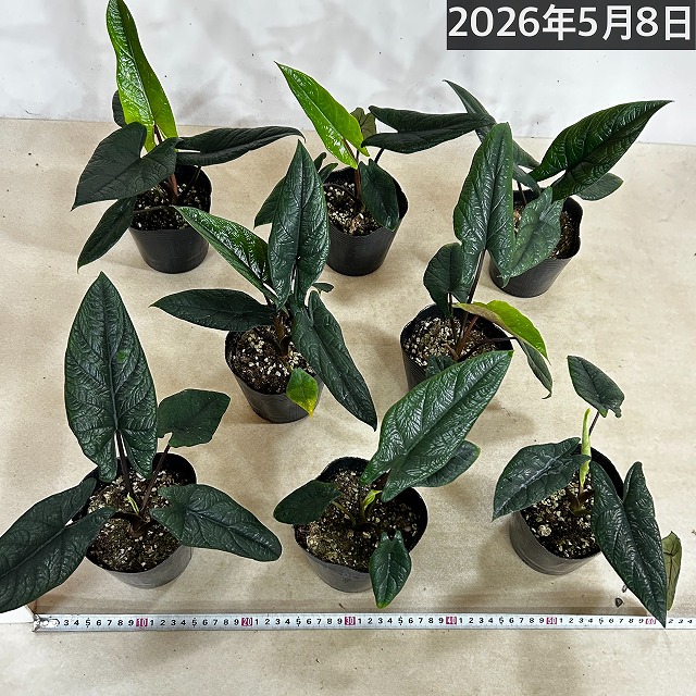 アロカシア スカルプラム オーレア 斑入り アロカシア スカルプラム 4号ポット(個体おまかせ1鉢)｜芳樹園