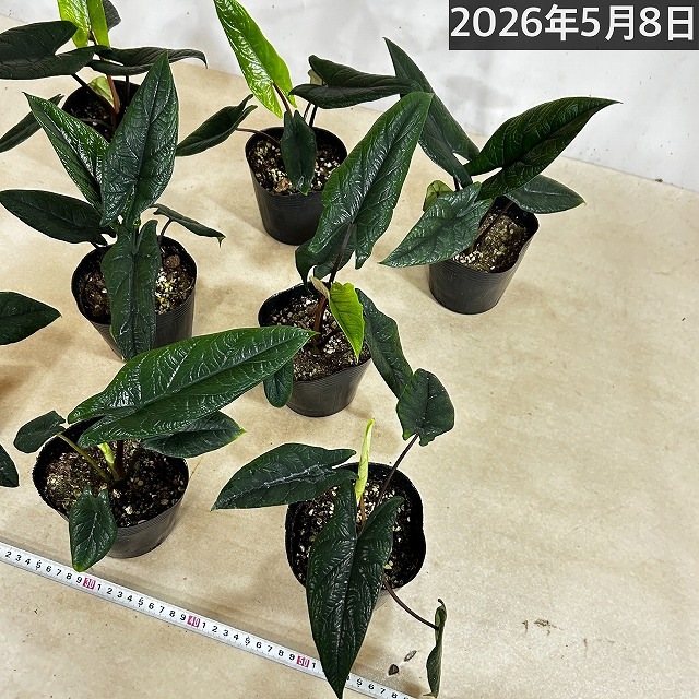 アロカシア スカルプラム 4号ポット(個体おまかせ1鉢)｜芳樹園