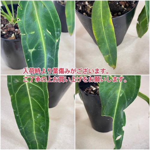 アンスリウム ワロクアーナム(アンスリューム ワロクアナム