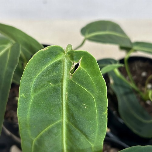2025年最新】anthurium warocqueanumの人気アイテム - メルカリ