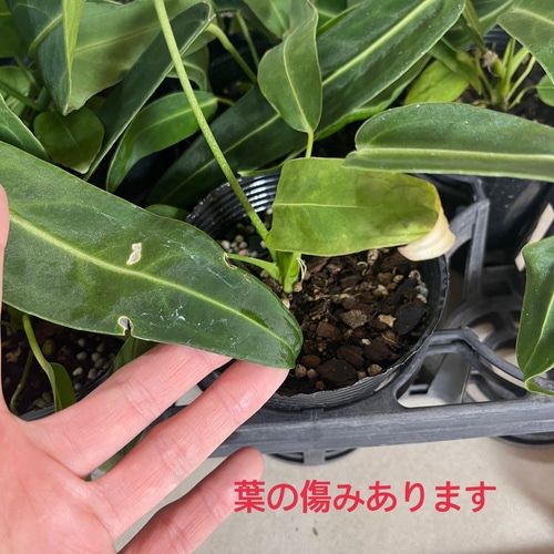 アンスリウム ワロクアーナム(アンスリューム ワロクアナム