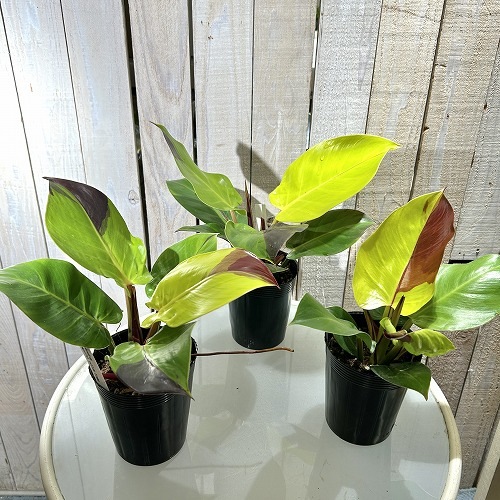 フィロデンドロン インペリアル イエローフレーム 3.5号ロングポット