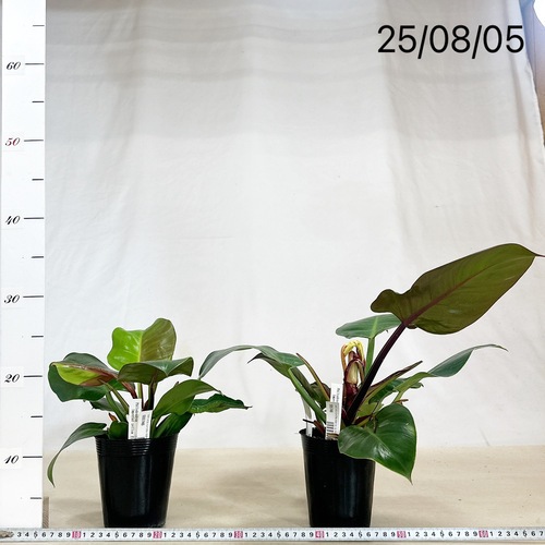 フィロデンドロン インペリアル イエローフレーム 3.5号ロングポット