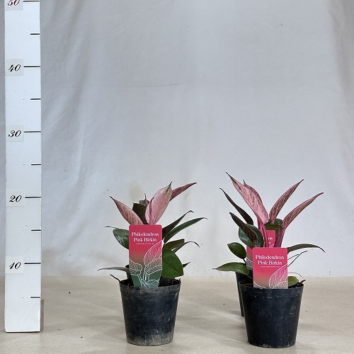 フィロデンドロン ピンクバーキン 3号(個体おまかせ1鉢)｜芳樹園